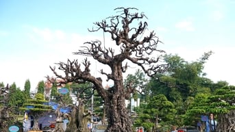 Những cây cảnh tiền tỷ xuất hiện dịp Tết Ất Tỵ gây xôn xao