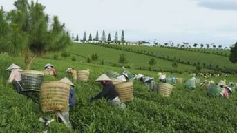 Xứ trà B’Lao - nơi mang hồn quê và nỗi nhớ