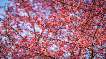 Nàng thơ Mai anh đào