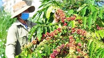 Dự báo giá cà phê trong nước ngày mai 30/1/2025 tăng tiếp