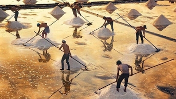 Cà Mau - Đẩy mạnh thực hiện Đề án phát triển ngành muối giai đoạn 2021 – 2030