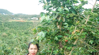 Người tâm huyết với cà phê đặc sản
