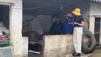 Thận trọng tái đàn lợn