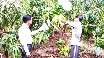 Xoài- cây xóa nghèo của người dân vùng biển Thạnh Hải