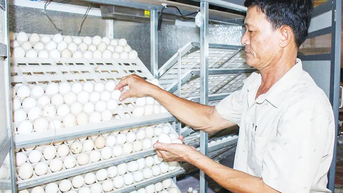 Nuôi gà Ai Cập an toàn sinh học cho hiệu quả cao