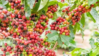 Giá nông sản ngày 9/10/2025: Hồ tiêu nhích nhẹ, cà phê giảm giá