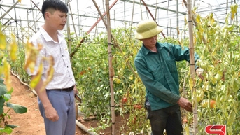 Tập trung khôi phục sản xuất nông nghiệp sau bão