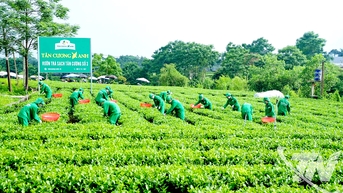 តែ Thai Nguyen រកផ្លូវទៅកាន់សមុទ្រ