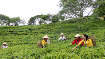 ឡៅ កៃ៖ វិស័យកសិកម្មកើនឡើង 4.76% ក្នុងមួយឆ្នាំក្នុងរយៈពេល 5 ឆ្នាំ។