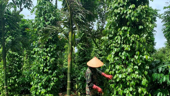 តម្លៃម្រេចថ្ងៃនេះ ថ្ងៃទី 1 ខែតុលា ឆ្នាំ 2025៖ តម្លៃធ្លាក់ចុះយ៉ាងខ្លាំងមកត្រឹម 3000 ដុង/គីឡូក្រាម