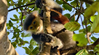 Douc langur រាងក្រហមជាប់អន្ទាក់នៅលើឧបទ្វីប Son Tra គឺជាប្រភេទសៀវភៅក្រហម។