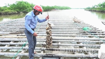 Hung Yen៖ បង្កើតក្បូនអយស្ទ័រចំនួន 2,760 នៅតាមមាត់ទន្លេ