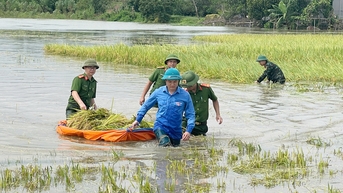 Da Mai Ward បាន​ចល័ត​កម្លាំង​ទៅ​ជួយ​ប្រជាជន​ច្រូតកាត់ និង​កាត់បន្ថយ​ការខូចខាត​ដោយសារ​ទឹកជំនន់។