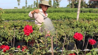 កសិកម្មសហគមន៍ Hoi An៖ ពីដំណាំទៅទំនាក់ទំនងប្រើប្រាស់ប្រកបដោយនិរន្តរភាព