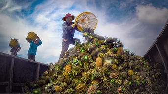 ដល់ថ្ងៃ 'បន្លែពីរជួរ ជ្រូកពីរ' បើមិនស្អាត អ្នកណាទិញ?