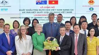 Bưởi Việt Nam vượt chuẩn kiểm dịch, chính thức vào Australia
