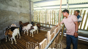 Xã Tây Khánh Vĩnh: Tiềm năng nuôi dê gắn với du lịch sinh thái