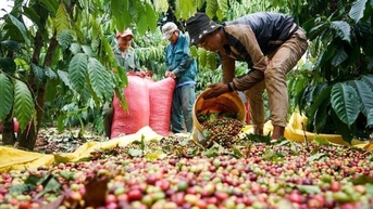 Giá cà phê hôm nay 11/10/2025: Giảm mạnh 700 đồng, Robusta mất gần 2% giá trị