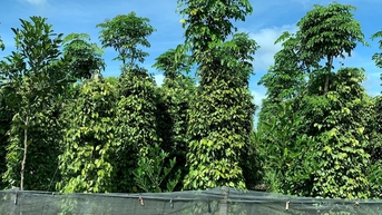 Giá tiêu hôm nay 11/10: Khóa chặt đỉnh 148.000 đồng/kg nhờ nguồn cung toàn cầu sụt giảm