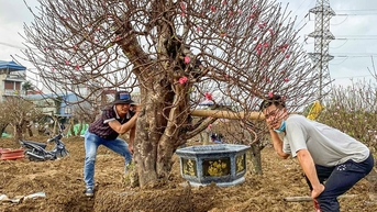 Anh Nguyễn Văn Công và hành trình gìn giữ sắc đào đất Cảng