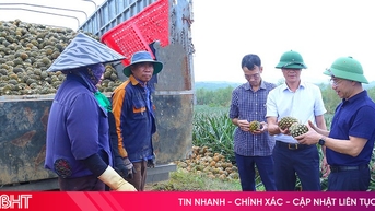 Mô hình sản xuất dứa liên kết cho hiệu quả tốt tại Hà Tĩnh