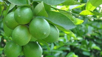Ngành hàng, sản phẩm nông nghiệp của Tây Ninh được khuyến khích và ưu tiên hỗ trợ liên kết sản xuất – tiêu thụ