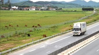 Xử lý việc người dân tháo dỡ rào ngăn cách cao tốc Diễn Châu - Bãi Vọt, biến thành khu chăn thả gia súc