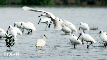 ឧទ្យានជាតិ Xuan Thuy៖ ពីតំបន់ Ramsar ដំបូងដល់ឧទ្យានបេតិកភណ្ឌអាស៊ាន (ហាណូយ)