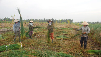 Khởi sắc nghề chiếu Cà Hom, Bến Bạ
