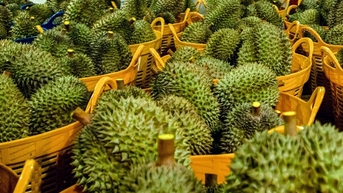 Giá sầu riêng hôm nay 13/10: Sầu Thái VIP vẫn giữ đỉnh 120.000 đồng/kg