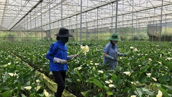 Nông dân Lâm Ðồng sản xuất nông nghiệp bền vững