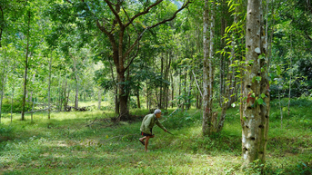 Lão nông yêu rừng