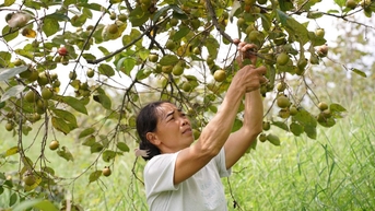 Đưa hồng Vành khuyên vươn xa