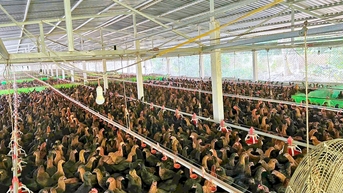 Hướng đến phát triển ngành chăn nuôi bền vững