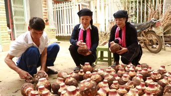 Cận cảnh thu hoạch khoai môn khổng lồ ở Trịnh Tường