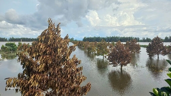 ឃុំវិញថាញ់៖ ស្រូវ និងដើមឈើហូបផ្លែរាប់សិបហិកតារងការខូចខាតដោយសារទឹកជំនន់