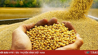 Nông dân Mỹ gặp khó do biến động thương mại Mỹ - Trung