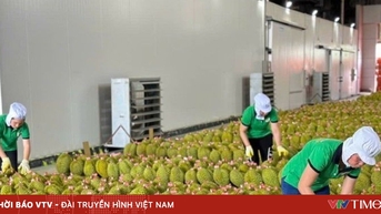 Tăng tốc xuất khẩu sầu riêng