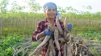 Hối hả thu hoạch mì mùa mưa bão