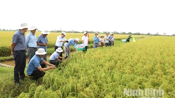 សន្និសីទវាយតម្លៃប្រសិទ្ធភាពពូជស្រូវសុទ្ធ ង៉ុក ងឿង ៩