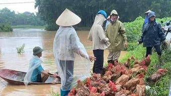 ឧបត្ថម្ភ​ដល់​កសិករ​ចិញ្ចឹម​សត្វ​ដែល​រង​ការ​ខាត​បង់​យ៉ាង​ខ្លាំង​បន្ទាប់​ពី​ទឹក​ជំនន់
