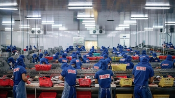 팡가시우스 산업 발전의 잠재력을 끌어내다