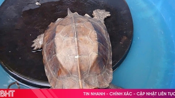 ប្រគល់​អណ្តើក Sa Nhan ទៅ​លែង​វិញ​ក្នុង​បរិស្ថាន​ធម្មជាតិ