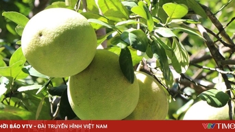 ផ្លែទទឹមពិសេស មានការប្រមូលផលល្អ និងតម្លៃសមរម្យ។