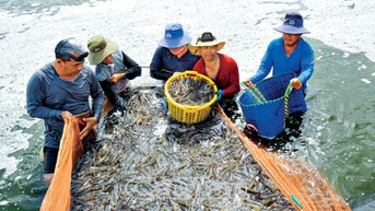 Khẳng định vị thế thủ phủ tôm Việt Nam
