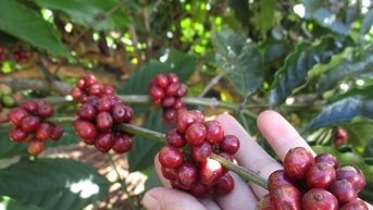 Giá cà phê hôm nay 16/10/2025: Arabica lao thẳng đứng, giảm gần 1.51% sau tin đàm phán Brazil-Mỹ