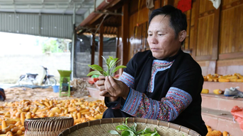 Đồng bào Mông ở Pà Cò thoát nghèo nhờ 'báu vật' trăm tuổi