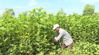 뽕나무 수도의 발전 방향