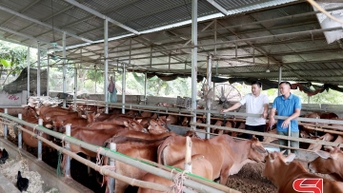 គំរូដ៏មានប្រសិទ្ធភាពនៃក្របី និងគោក្របី