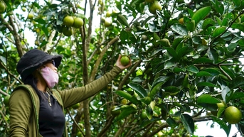 Rộn ràng mùa thu hoạch cây ăn quả dọc sông Thu Bồn